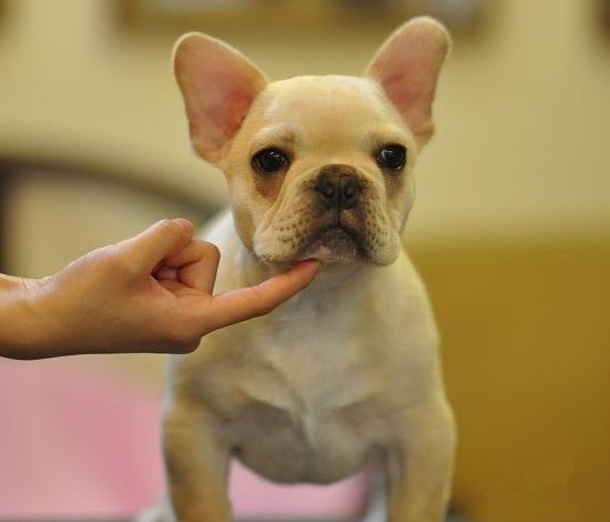 广州纯种法斗幼犬价格 实体养殖场多个热门品种出售