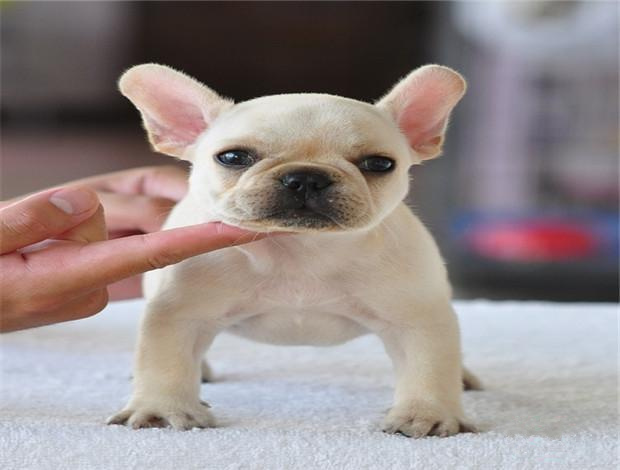 广州纯种法斗幼犬价格 实体养殖场多个热门品种出售