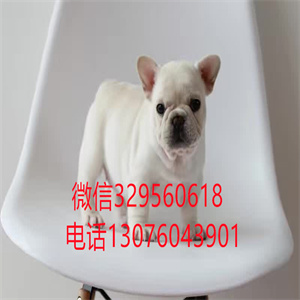 石家庄法国斗牛犬出售  奶油色纯种斗牛犬多少钱一只