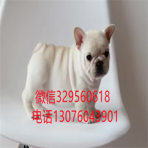 天津哪里有卖纯种斗牛犬  奶油色法斗多少钱一只 黑色法斗