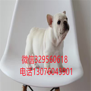 石家庄法国斗牛犬出售  奶油色纯种斗牛犬多少钱一只