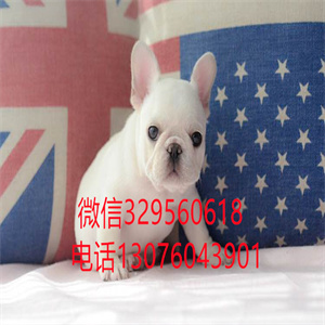 天津出售纯种斗牛犬 奶油色法国斗牛犬  黑色法斗 黑白色法斗  短体斗牛