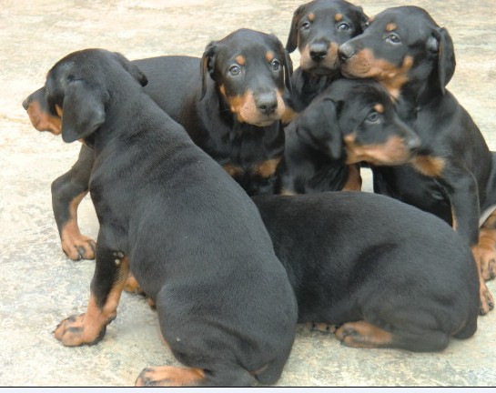 香格里拉哪里买杜宾 云南狗场买纯种杜宾