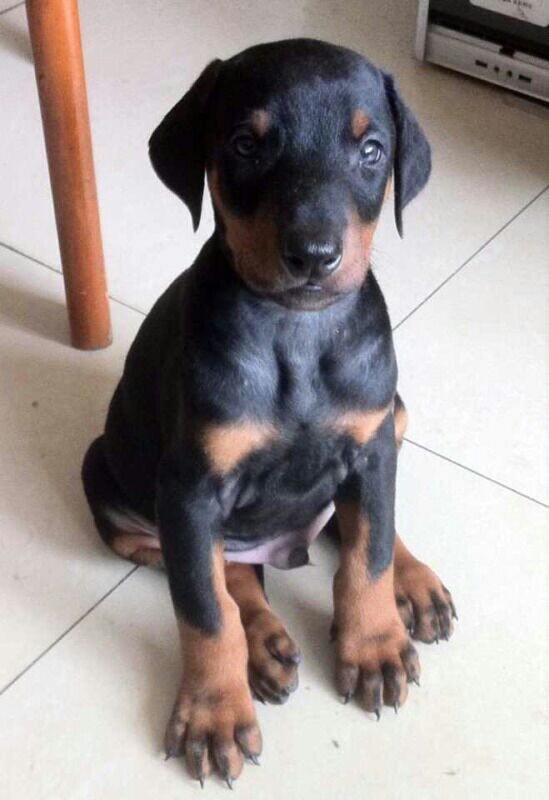 曲靖买狗 曲靖买杜宾 云南本地狗场出售杜宾小