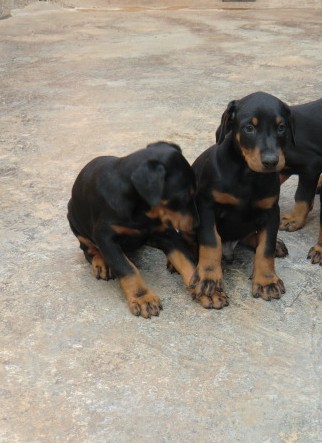 昭通买杜宾犬 云南狗场出售杜宾欢迎选购