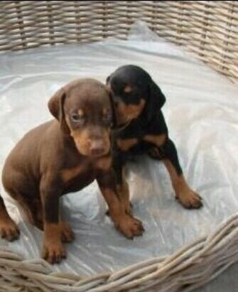 丽江买纯种杜宾犬 云南狗场常年出售杜宾小狗