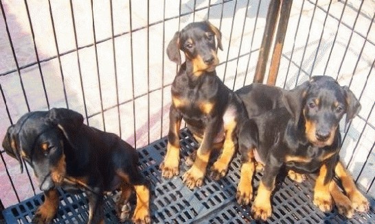 楚雄哪里买卖纯种杜宾犬楚雄狗场出售杜宾幼犬