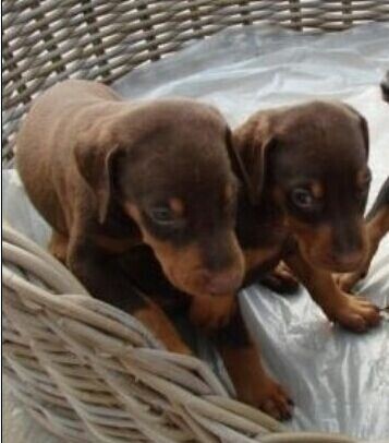 丽江买纯种杜宾犬 云南狗场常年出售杜宾小狗