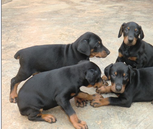 文山买杜宾 云南哪个狗场买杜宾比较好