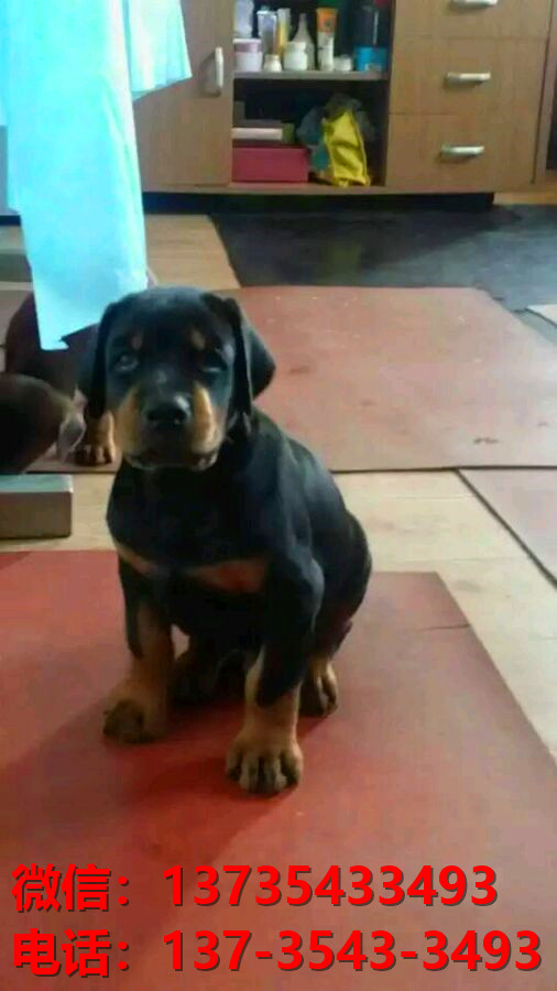 岳阳宠物狗狗犬舍出售纯种杜宾犬大型犬哪里有狗市场卖狗地方在哪买狗