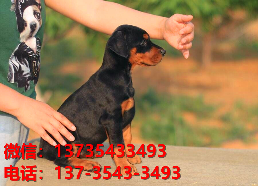 漳州宠物狗狗犬舍出售纯种杜宾犬大型犬哪里有狗市场卖狗地方在哪买狗