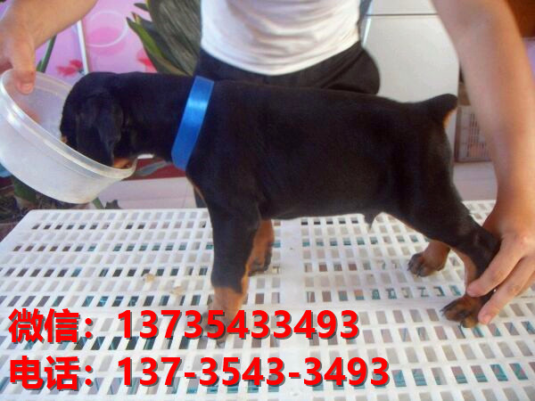 秦皇岛宠物狗狗犬舍出售纯种杜宾犬大型犬哪里
