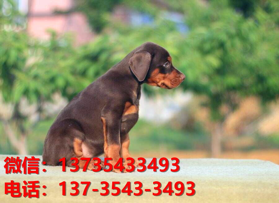 许昌宠物狗狗犬舍出售纯种杜宾犬大型犬哪里有