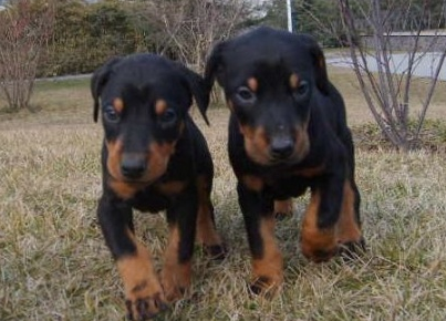 贵州六盘水买杜宾 犬场纯种杜宾幼犬欢迎联系 