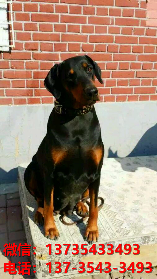 岳阳宠物狗狗犬舍出售纯种杜宾犬大型犬哪里有狗市场卖狗地方在哪买狗