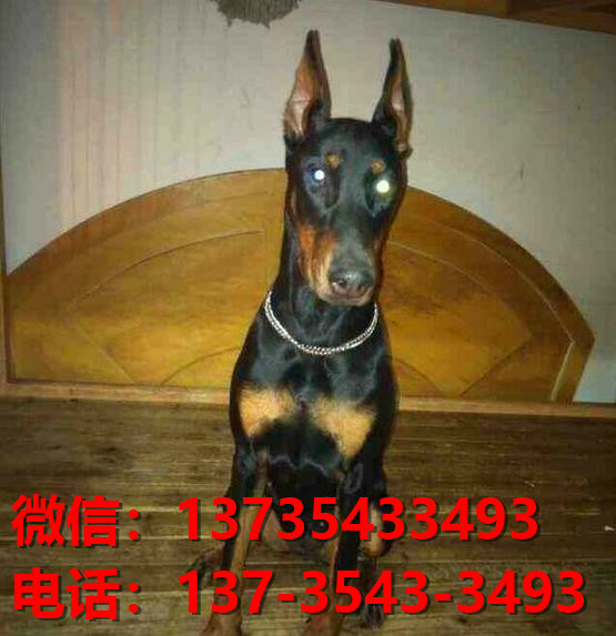 漳州宠物狗狗犬舍出售纯种杜宾犬大型犬哪里有