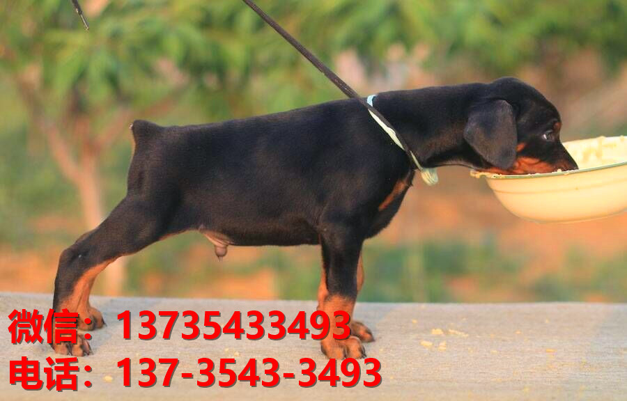 漳州宠物狗狗犬舍出售纯种杜宾犬大型犬哪里有狗市场卖狗地方在哪买狗