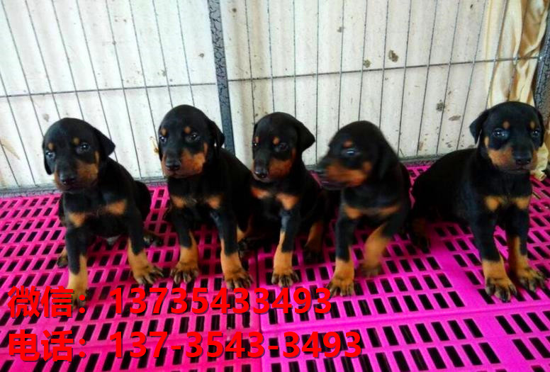杭州宠物狗狗犬舍出售纯种杜宾犬大型犬哪里有狗市场卖狗地方在哪买狗