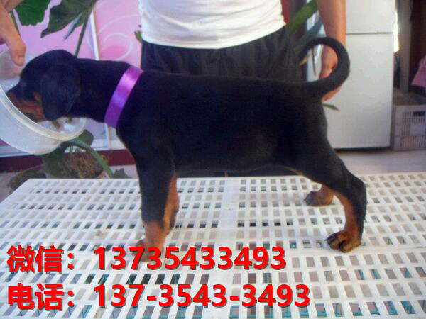 秦皇岛宠物狗狗犬舍出售纯种杜宾犬大型犬哪里有狗市场卖狗地方在哪买狗