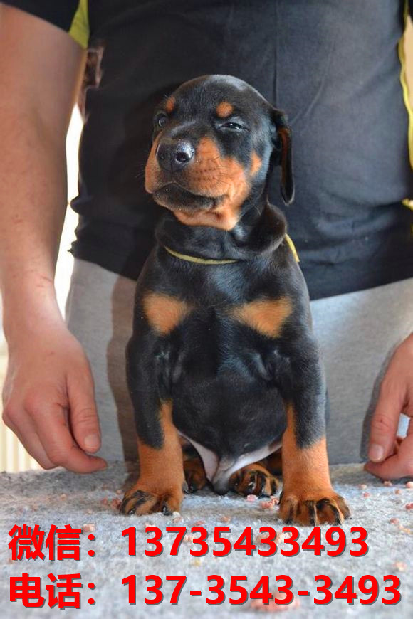 毕节宠物狗狗犬舍出售纯种杜宾犬大型犬哪里有