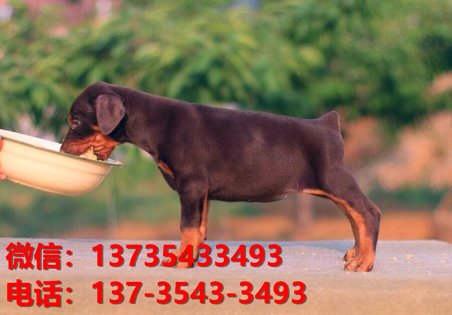 许昌宠物狗狗犬舍出售纯种杜宾犬大型犬哪里有狗市场卖狗地方在哪买狗