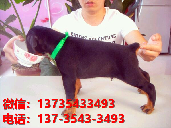 秦皇岛宠物狗狗犬舍出售纯种杜宾犬大型犬哪里有狗市场卖狗地方在哪买狗