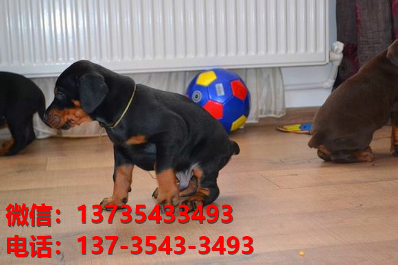 咸阳宠物狗狗犬舍出售纯种杜宾犬大型犬哪里有狗市场卖狗地方在哪买狗