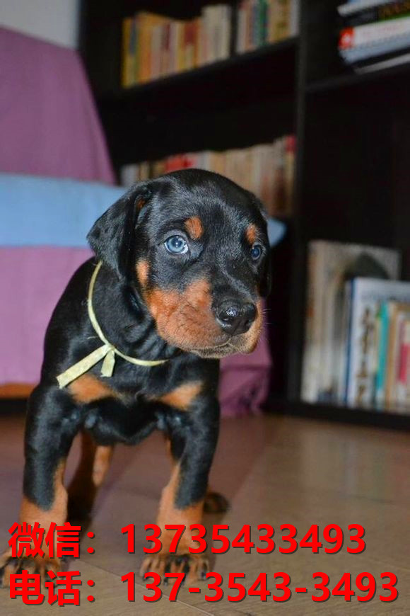 毕节宠物狗狗犬舍出售纯种杜宾犬大型犬哪里有狗市场卖狗地方在哪买狗