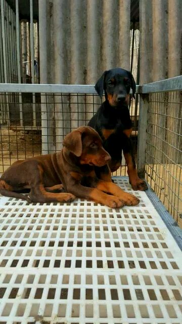 云南景洪卖杜宾景洪养殖基地出售纯种杜宾