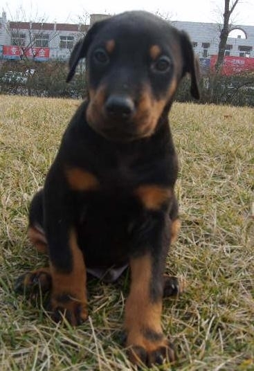 毕节买狗 毕节买杜宾 买狗负责任的犬场