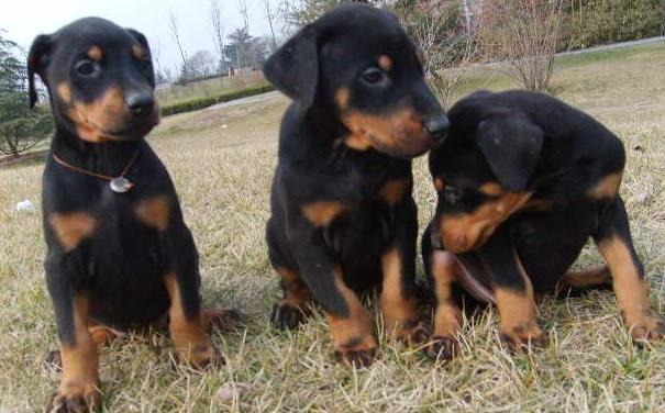 楚雄杜宾犬价格楚雄杜宾犬专卖楚雄杜宾小狗多