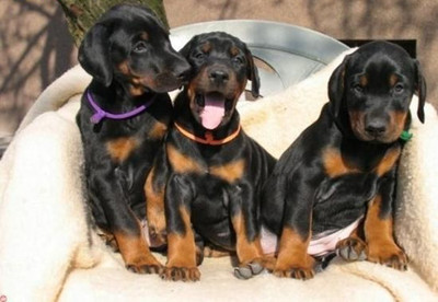 拉萨买狗拉萨买杜宾 养狗基地常年出售杜宾幼