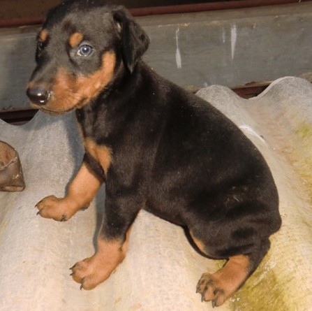 瑞丽买狗 瑞丽买杜宾 狗场小杜宾出售