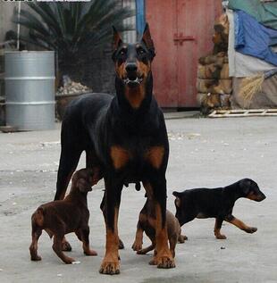 楚雄南华卖杜宾犬常年出售杜宾犬
