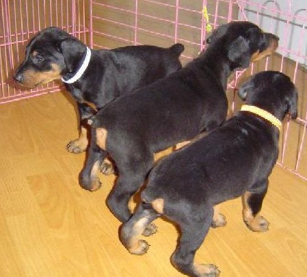 红河州哪里买杜宾犬 云南养狗场买杜宾