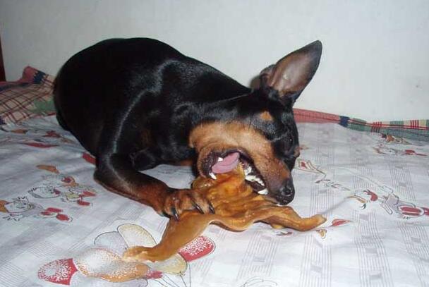 楚雄永仁附近狗场杜宾犬常年出售包修耳朵