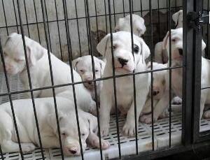 文山麻栗坡附近哪里有杜高犬卖狗场常年卖杜高