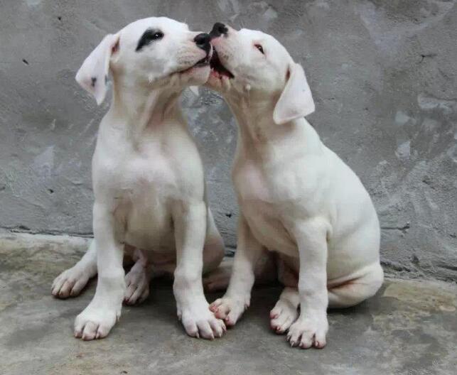 大理哪里有卖杜高犬大理杜高小狗价格大理杜高