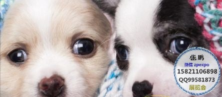 淘气狗狗2020日本宠物展