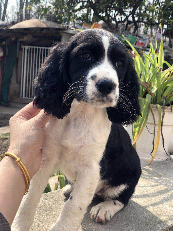 合肥-全国的宠物速运有吗？