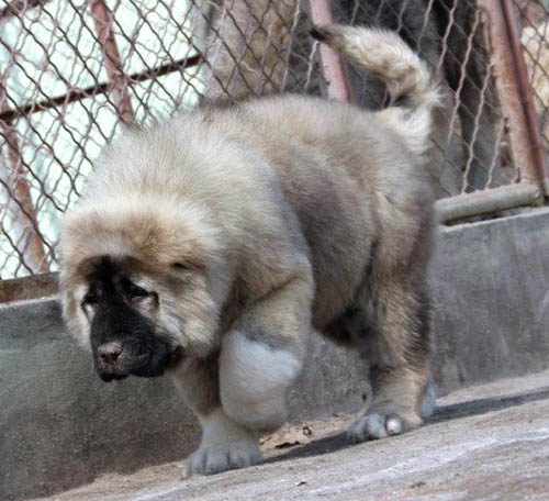 广州增城哪里买狗 增城哪里有卖高加索 高加索价格多少