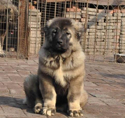 广州哪个地方有卖高加索 高加索多少钱 高加索