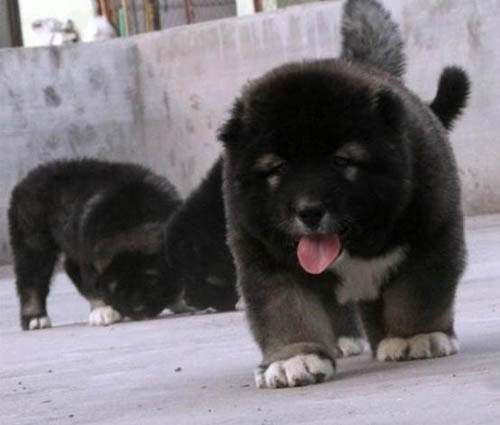 广州养高加索好吗 广州哪里有高加索卖 高加索价格多少