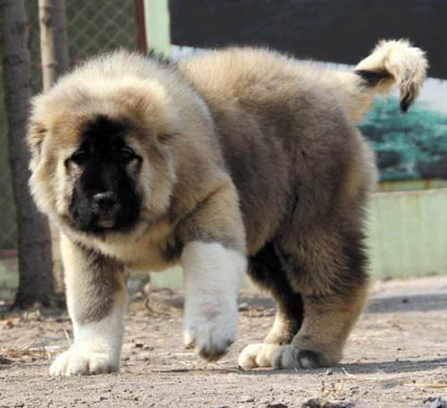 广州养高加索好吗 广州哪里有高加索卖 高加索价格多少