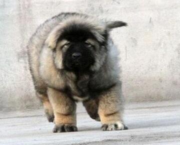 广州哪里有卖高加索高加索价格多少