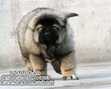 广州哪里买高加索好 高加索价格 