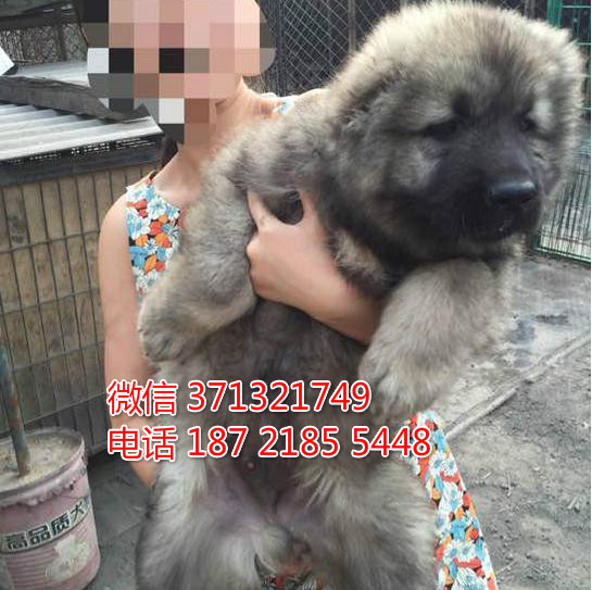 巨型犬高加索犬大型犬 重庆犬舍繁殖高加索犬