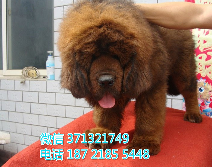 藏獒出售 济南犬舍出售 藏獒狗狗纯种 济南犬舍宠物店