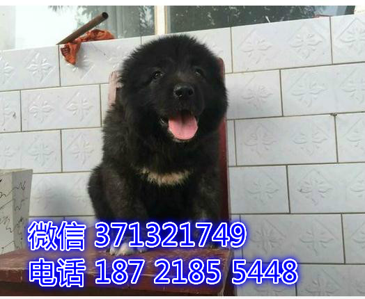 巨型犬高加索犬狗狗，超大骨架，杭州特价宠物狗狗