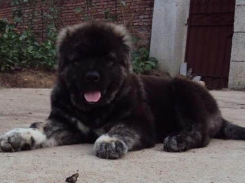 高加索好不好养 广州哪里有卖高加索的 高加索多少钱一只